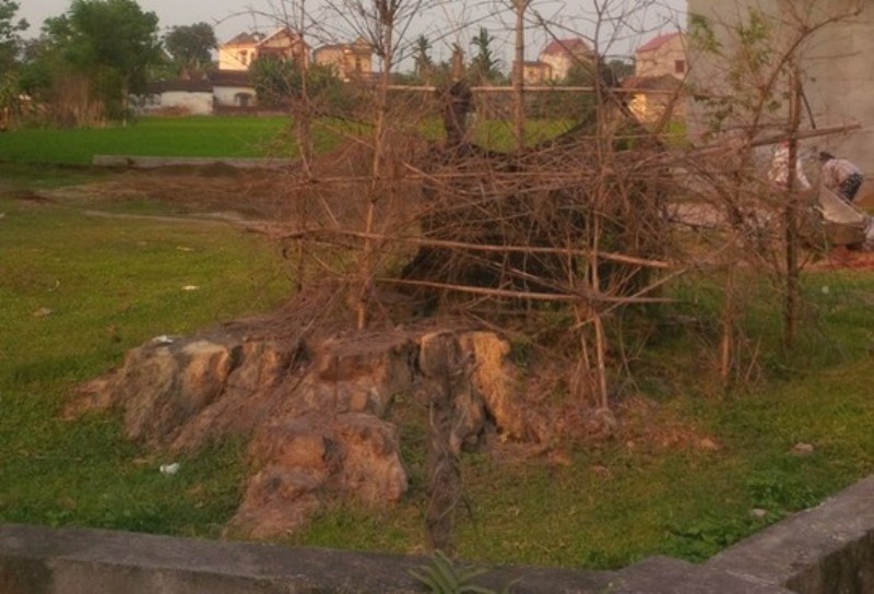 Cây gạo hơn 200 năm tuổi ở làng Hổ Đàm, xã Thiệu Lý cũng chịu chung số phận với cây gạo gần 400 năm tuổi sau khi được vinh danh.