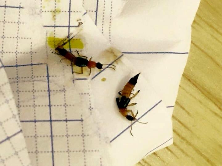 Kien 3 khoang xuat hien tai can ho cao cap o Sai Gon hinh anh