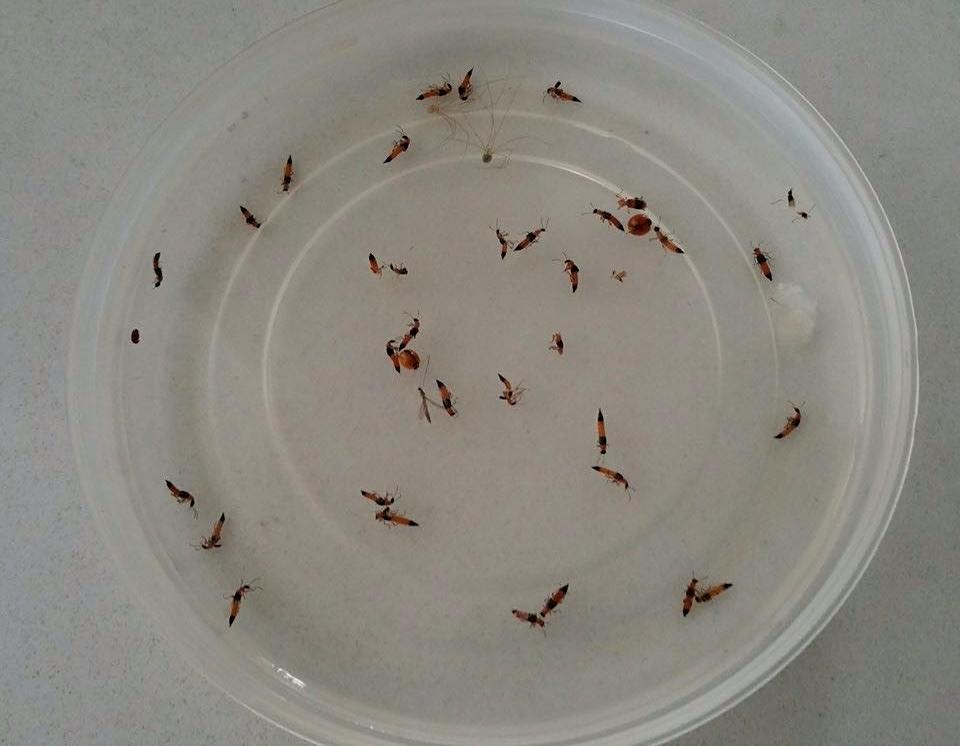 Hàng chục con kiến một hộ dân tiêu diệt trong đêm 28/9. Ảnh: NDCC.