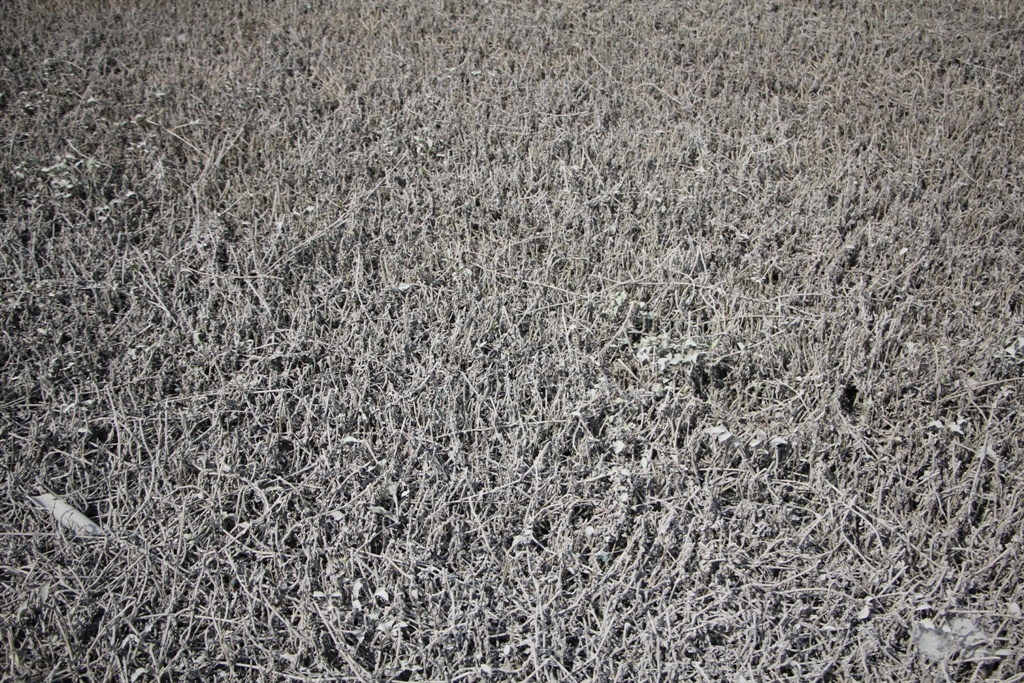 Thảm cỏ xanh bên đường biến thành màu bạc do bụi bám vào.