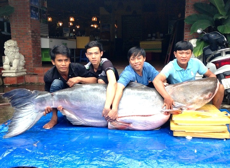 Ca tra dau nang 200 kg, dai 2 m ve Sai Gon hinh anh