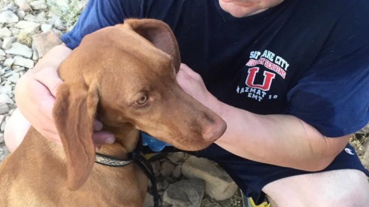 Chu nhan di kien doi lai cong bang cho con cho hinh anh