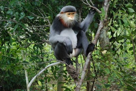 Buon ban dong vat hoang da, linh 5 nam tu hinh anh