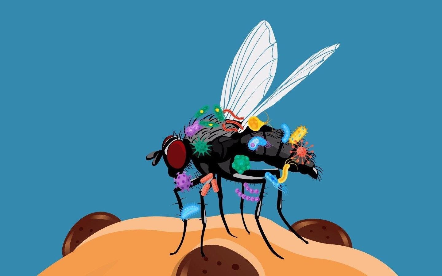 Chuyen gi se xay ra khi ruoi dau tren thuc an? hinh anh