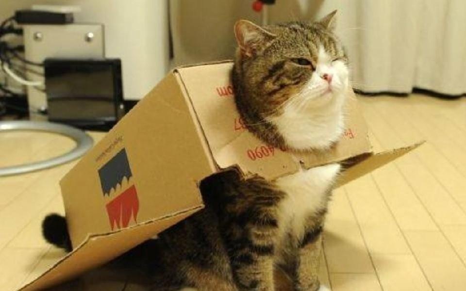 Tai sao meo luon thich tron trong nhung chiec hop? hinh anh