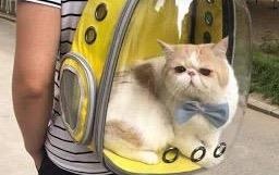 Bieu cam hai huoc cua nhung chu meo khi phai nam trong tui hinh anh