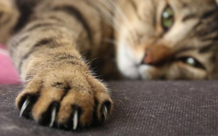 Nhin meo de thuong la the, nhung vet cao cua chung lai rat nguy hiem hinh anh