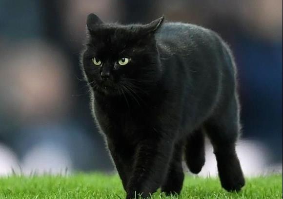 'Chu meo bi bat gap ngoai tinh' gay bao mang xa hoi Trung Quoc hinh anh