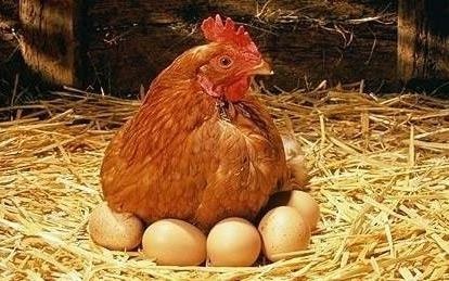 Clip nong dan ‘trom’ trung ga gay bao mang xa hoi Trung Quoc hinh anh