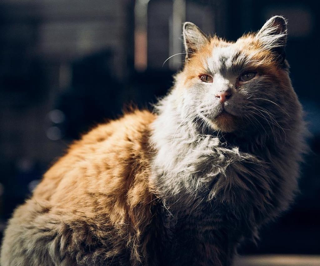 thu cung noi tieng anh 5