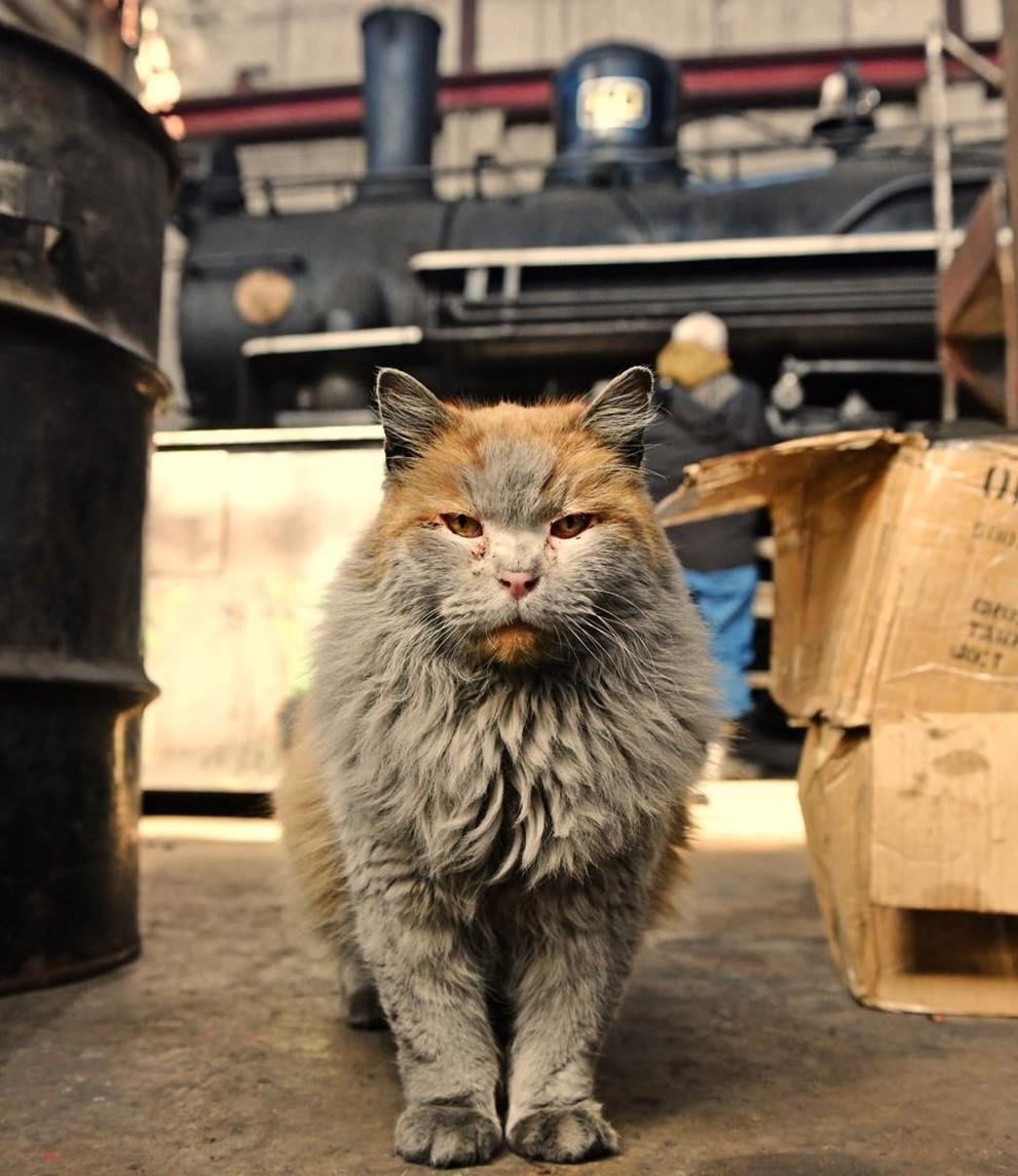 thu cung noi tieng anh 6