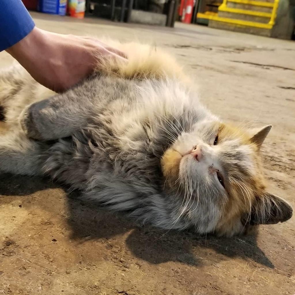 thu cung noi tieng anh 8