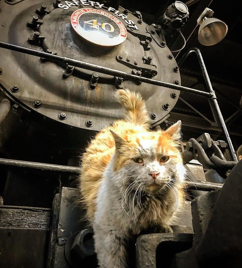 thu cung noi tieng anh 7