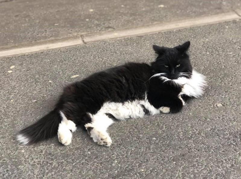 thu cung noi tieng anh 12