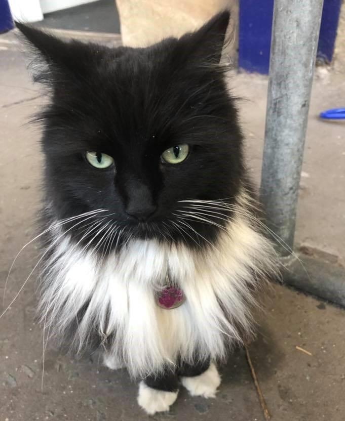 thu cung noi tieng anh 10