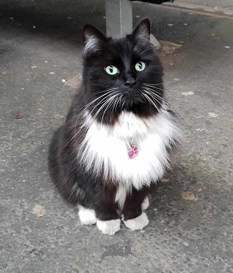 thu cung noi tieng anh 11