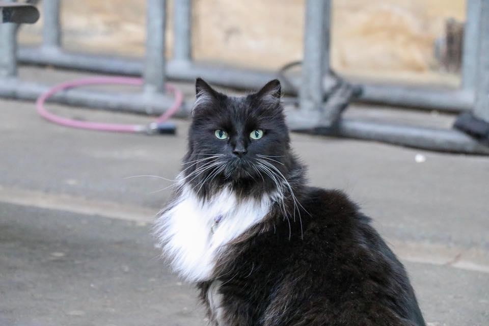 thu cung noi tieng anh 9