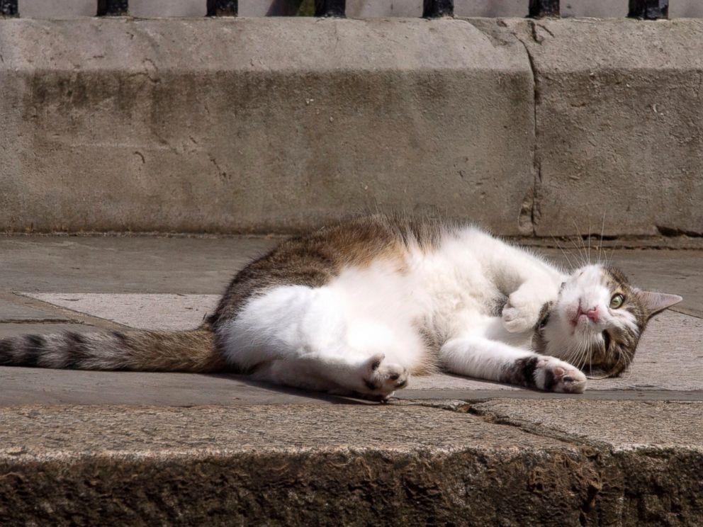 thu cung noi tieng anh 4