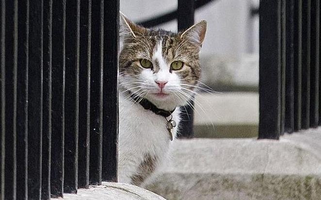 4 con meo ‘quyen luc’ the gioi - tu tong quan bat chuot den truong ga hinh anh