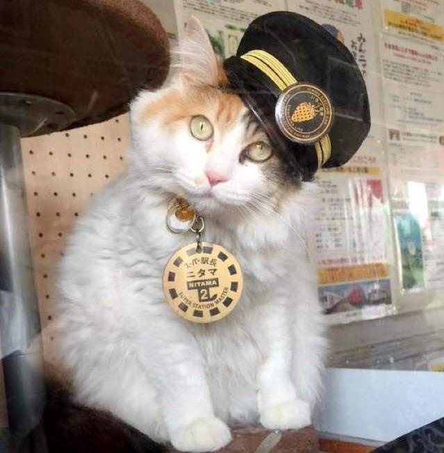 thu cung noi tieng anh 16