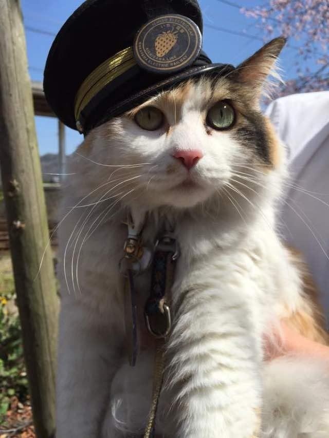 thu cung noi tieng anh 14