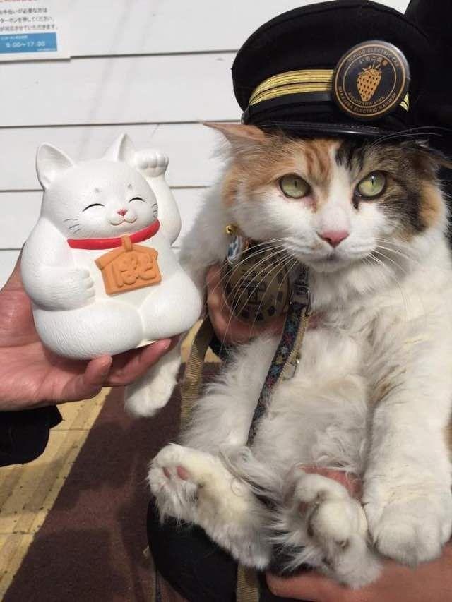 thu cung noi tieng anh 15