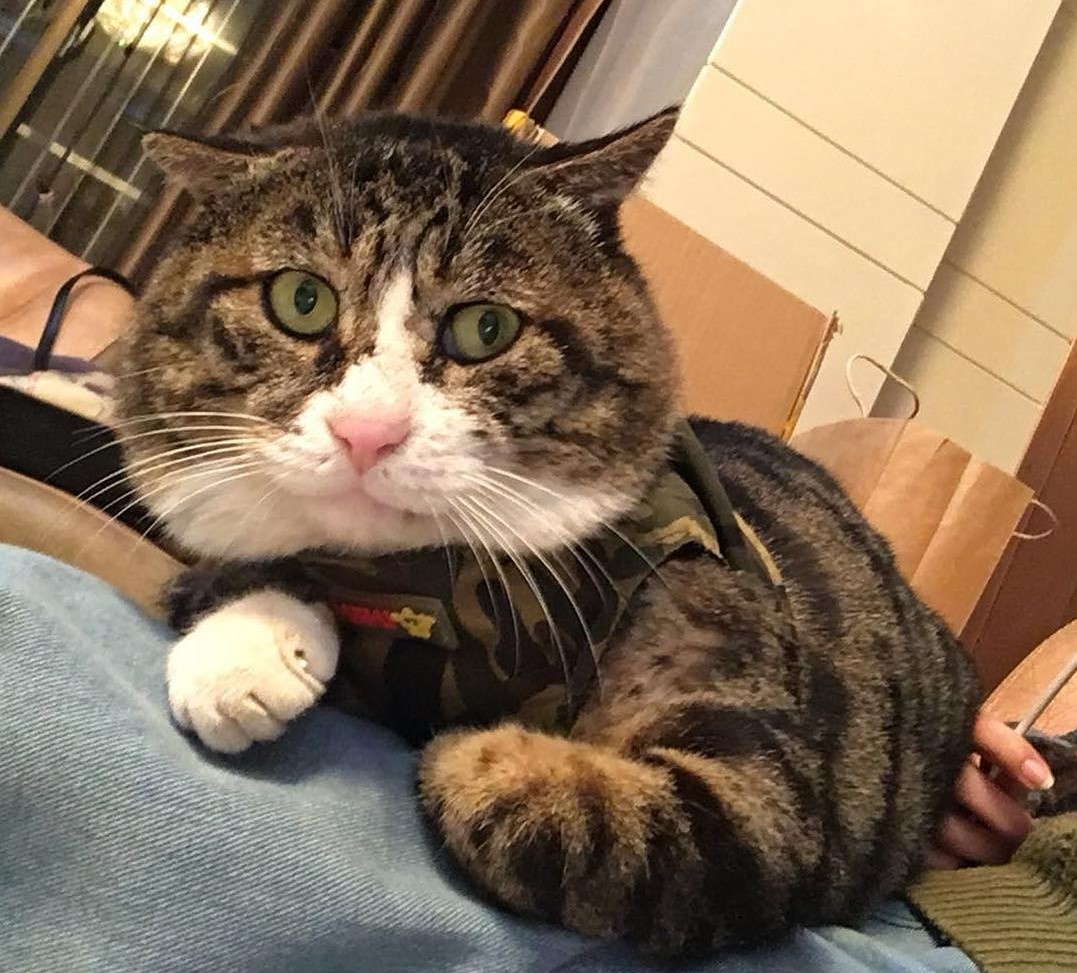 Smudge va loat chu meo co bo mat giai tri nhat the gioi anh 8