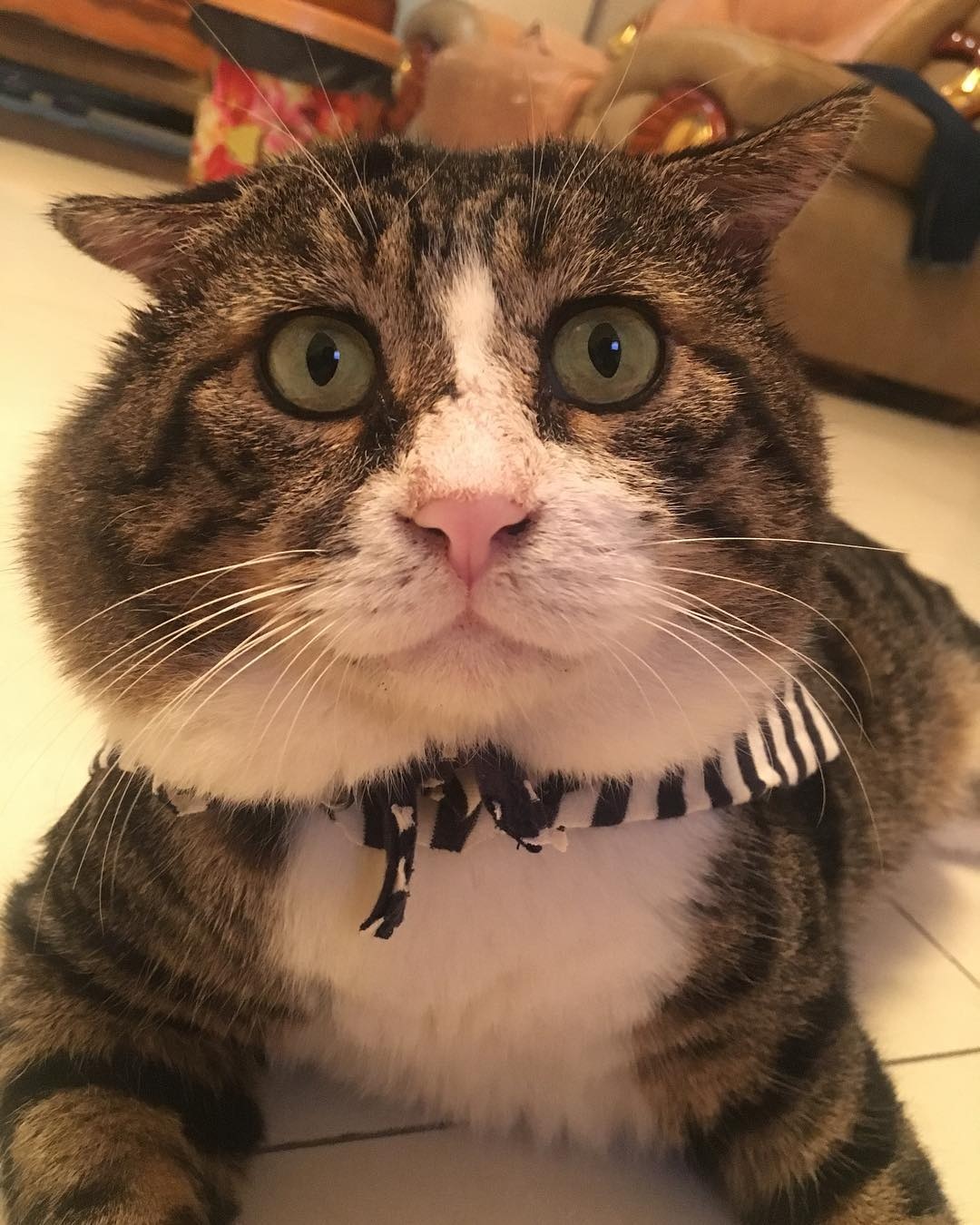 Smudge va loat chu meo co bo mat giai tri nhat the gioi anh 6