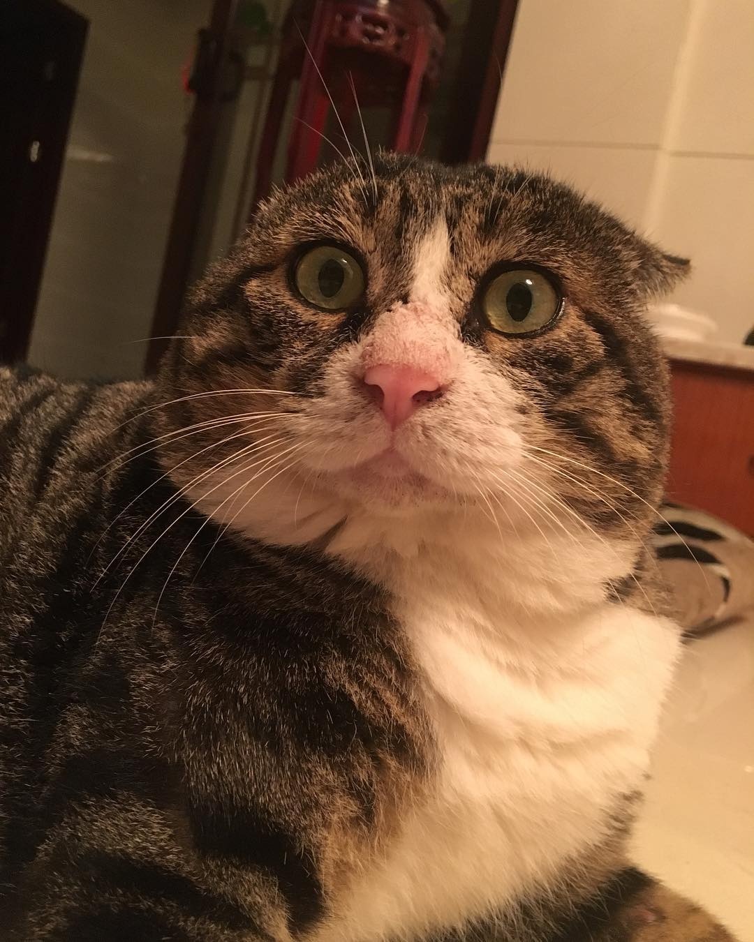 Smudge va loat chu meo co bo mat giai tri nhat the gioi anh 7