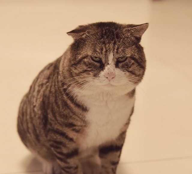 Smudge va loat chu meo co bo mat giai tri nhat the gioi anh 5