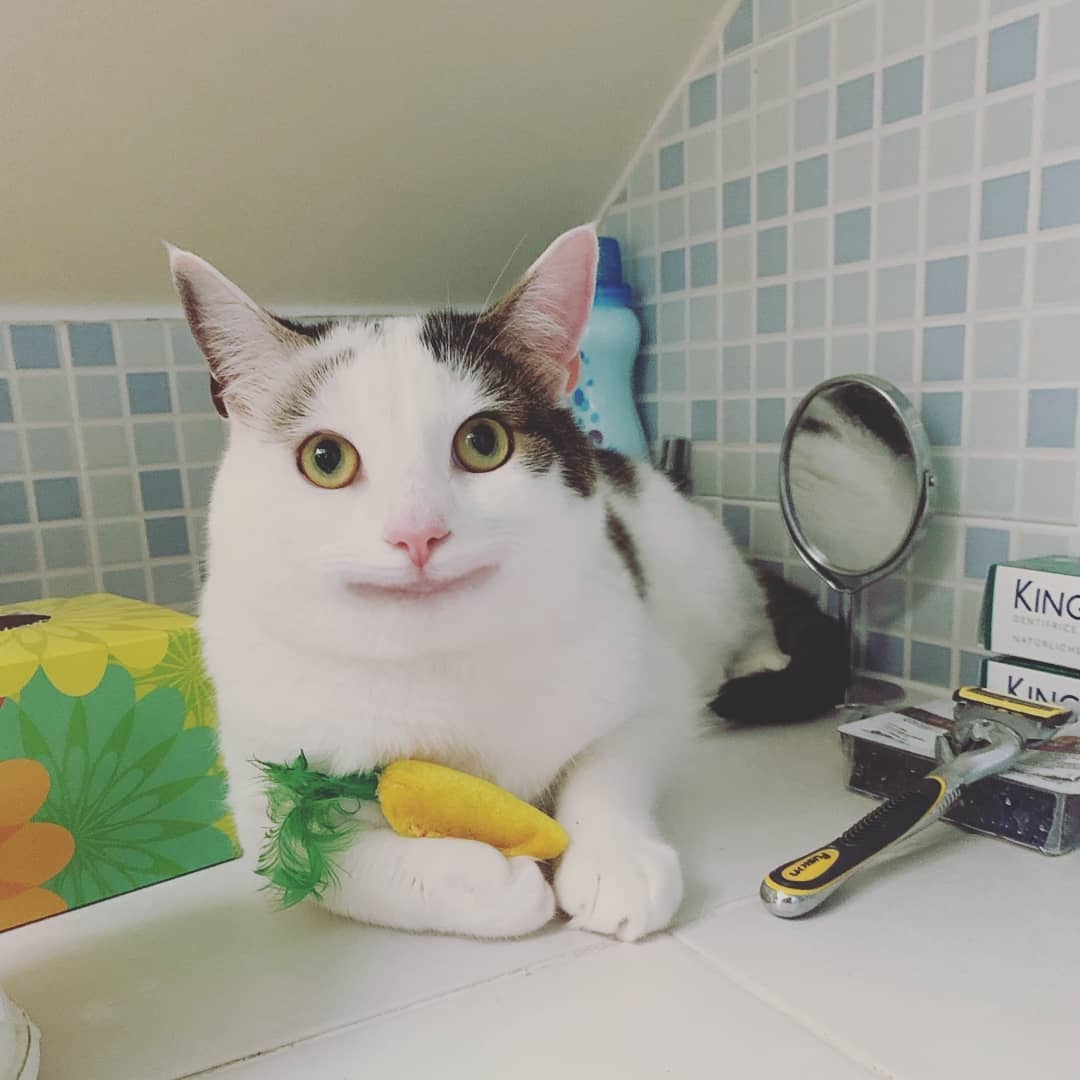 Smudge va loat chu meo co bo mat giai tri nhat the gioi anh 11