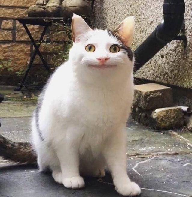 Smudge va loat chu meo co bo mat giai tri nhat the gioi anh 9