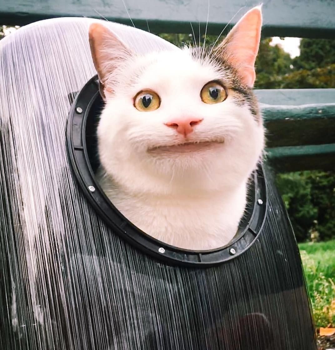 Smudge va loat chu meo co bo mat giai tri nhat the gioi anh 12