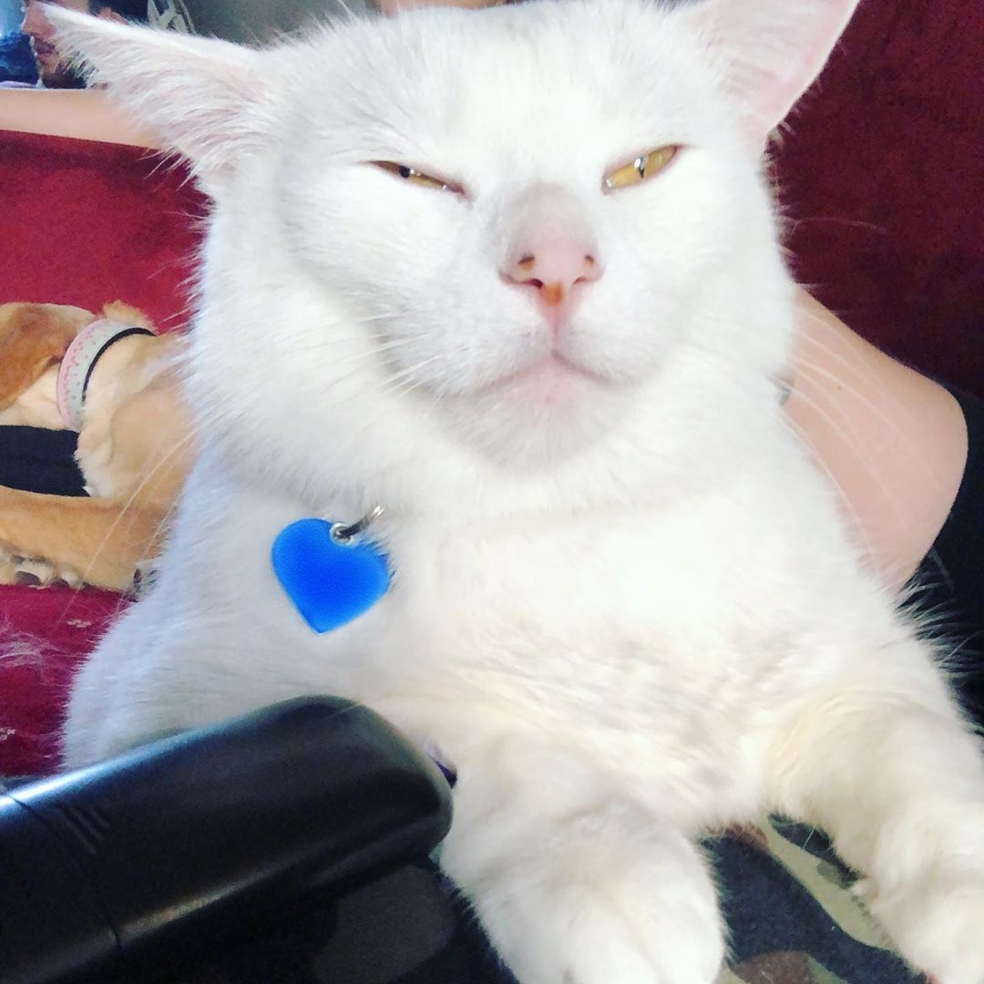 Smudge va loat chu meo co bo mat giai tri nhat the gioi anh 1