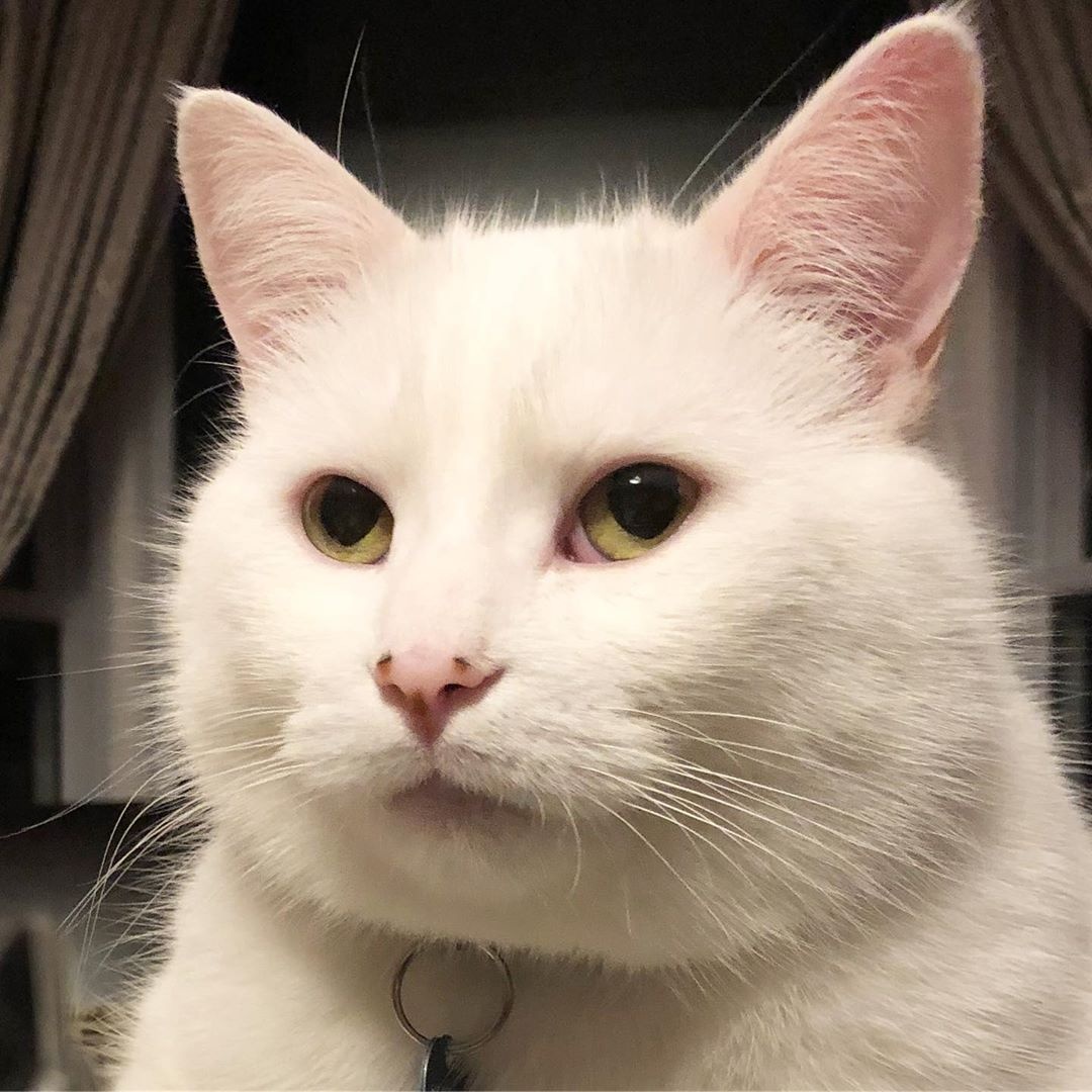 Smudge va loat chu meo co bo mat giai tri nhat the gioi anh 3