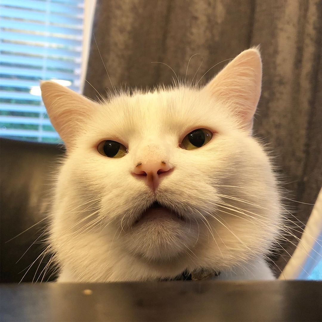 Smudge va loat chu meo co bo mat giai tri nhat the gioi anh 4