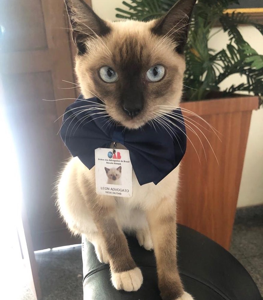 chu meo luat su brazil anh 3