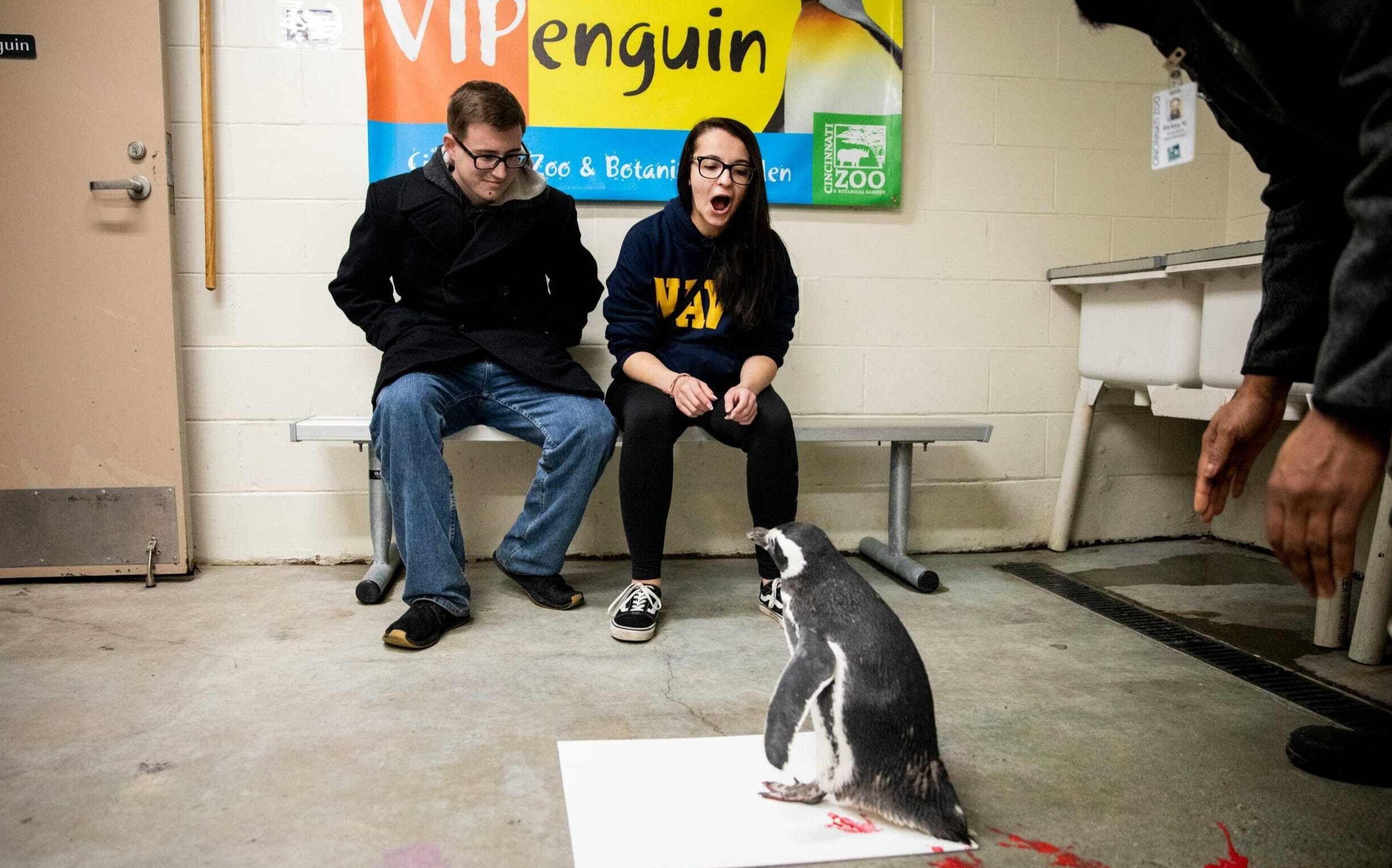 Thuy thu nho chim canh cut giup suc de cau hon ban gai hinh anh