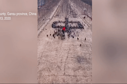 Ghep 1.000 con ga thanh khau hieu ‘Co len Trung Quoc’ giua cum corona hinh anh