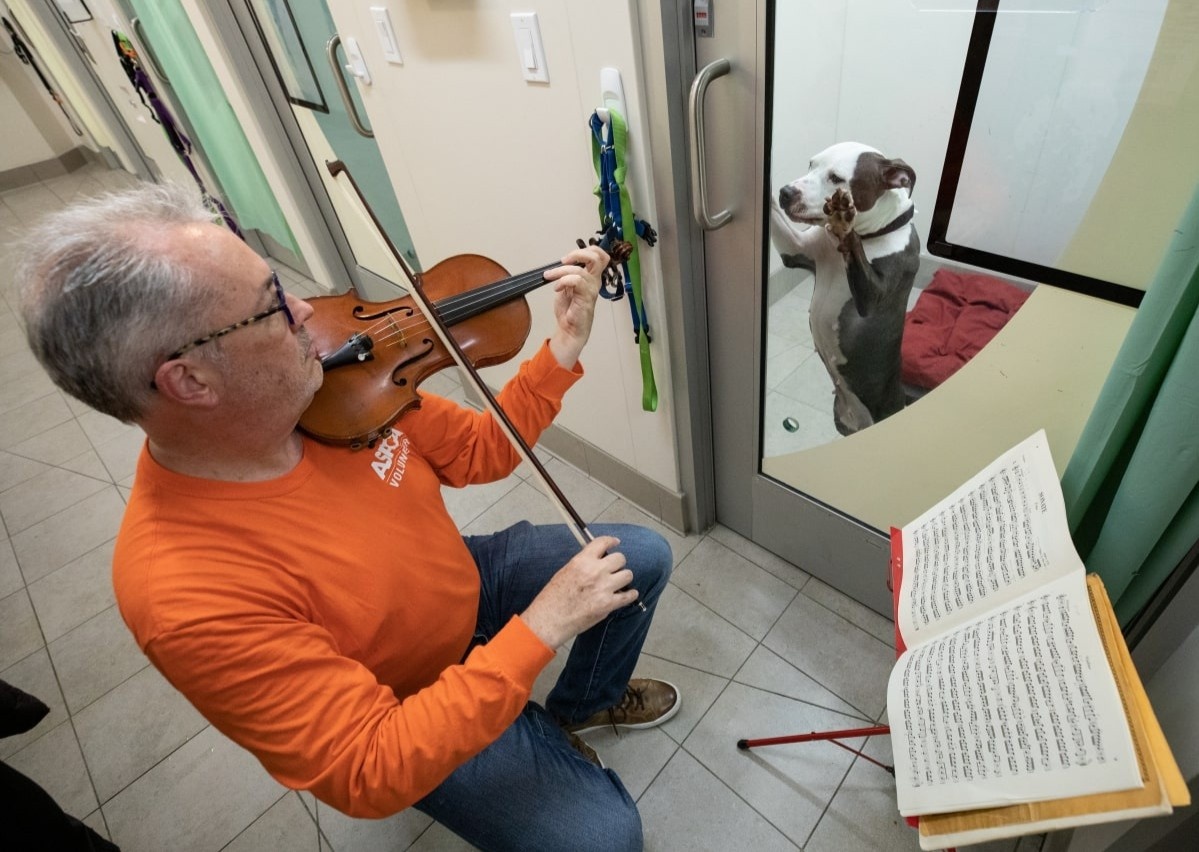 Nghe si violin choi nhac cho nhung chu cho tung bi hanh ha hinh anh