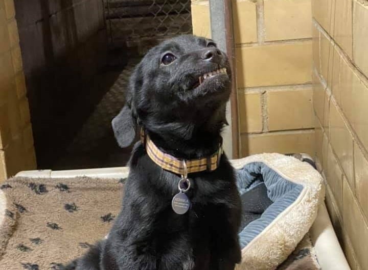 Chu cho bi bo roi to ra de thuong voi hy vong tim duoc nha moi hinh anh