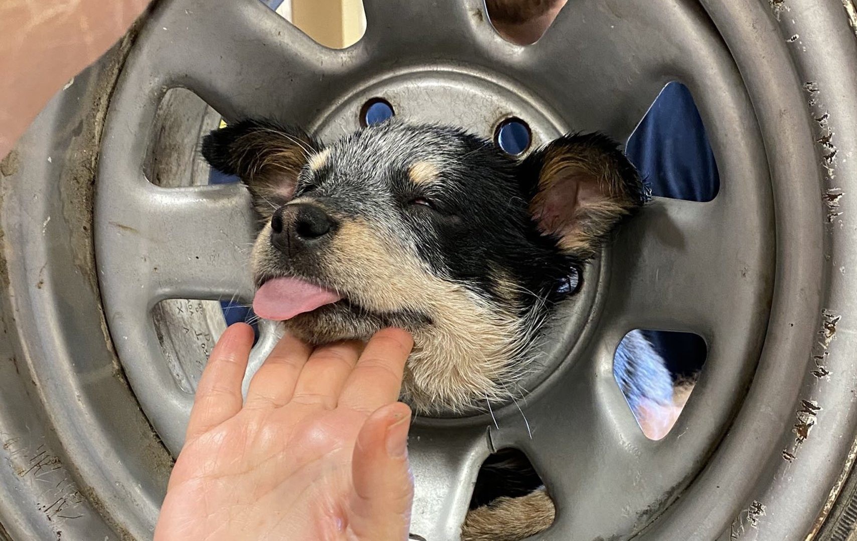 Giai cu cho con bi ket dau vao giua banh xe hinh anh