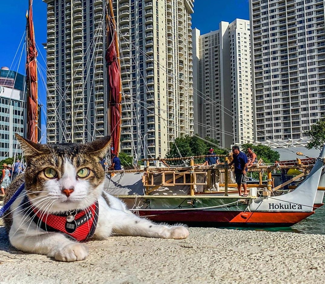 Chu meo o Hawaii noi tieng voi tai luot song tren bien anh 10