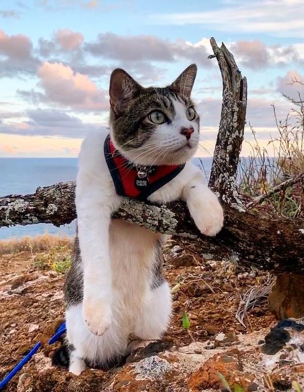 Chu meo o Hawaii noi tieng voi tai luot song tren bien anh 3