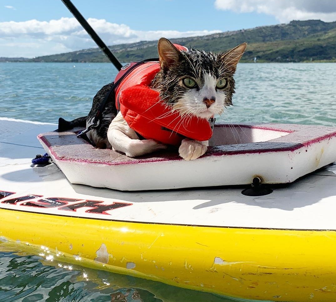 Chu meo o Hawaii noi tieng voi tai luot song tren bien anh 4