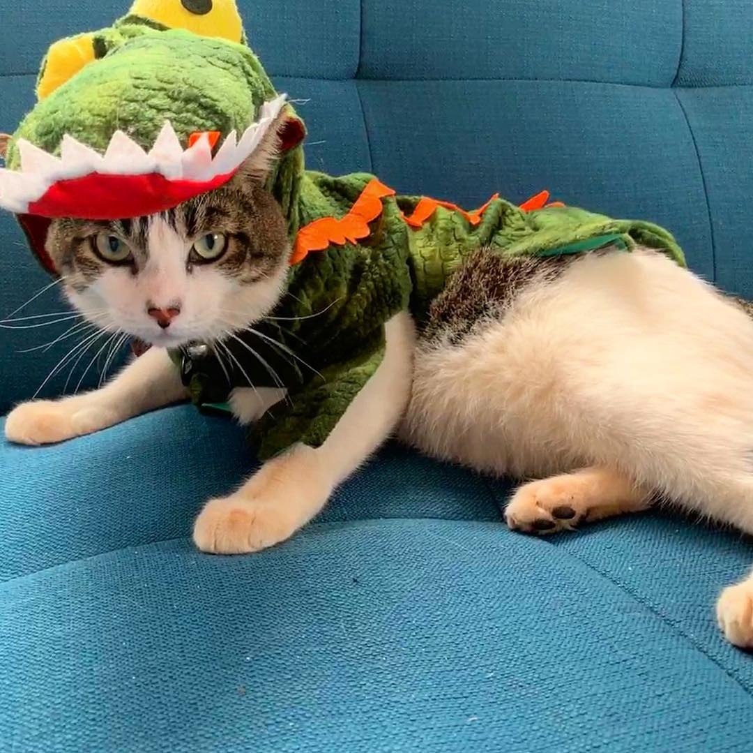 Chu meo o Hawaii noi tieng voi tai luot song tren bien anh 1