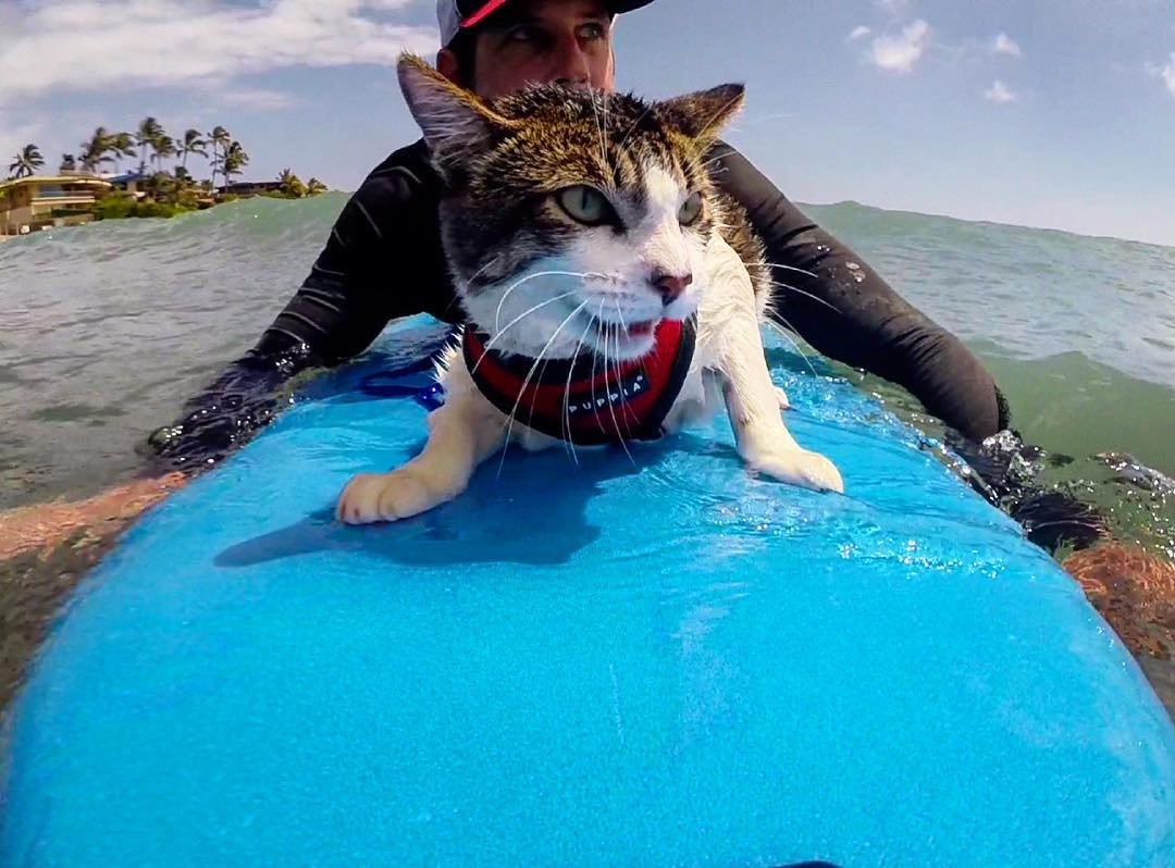 Chu meo o Hawaii noi tieng voi tai luot song tren bien anh 9
