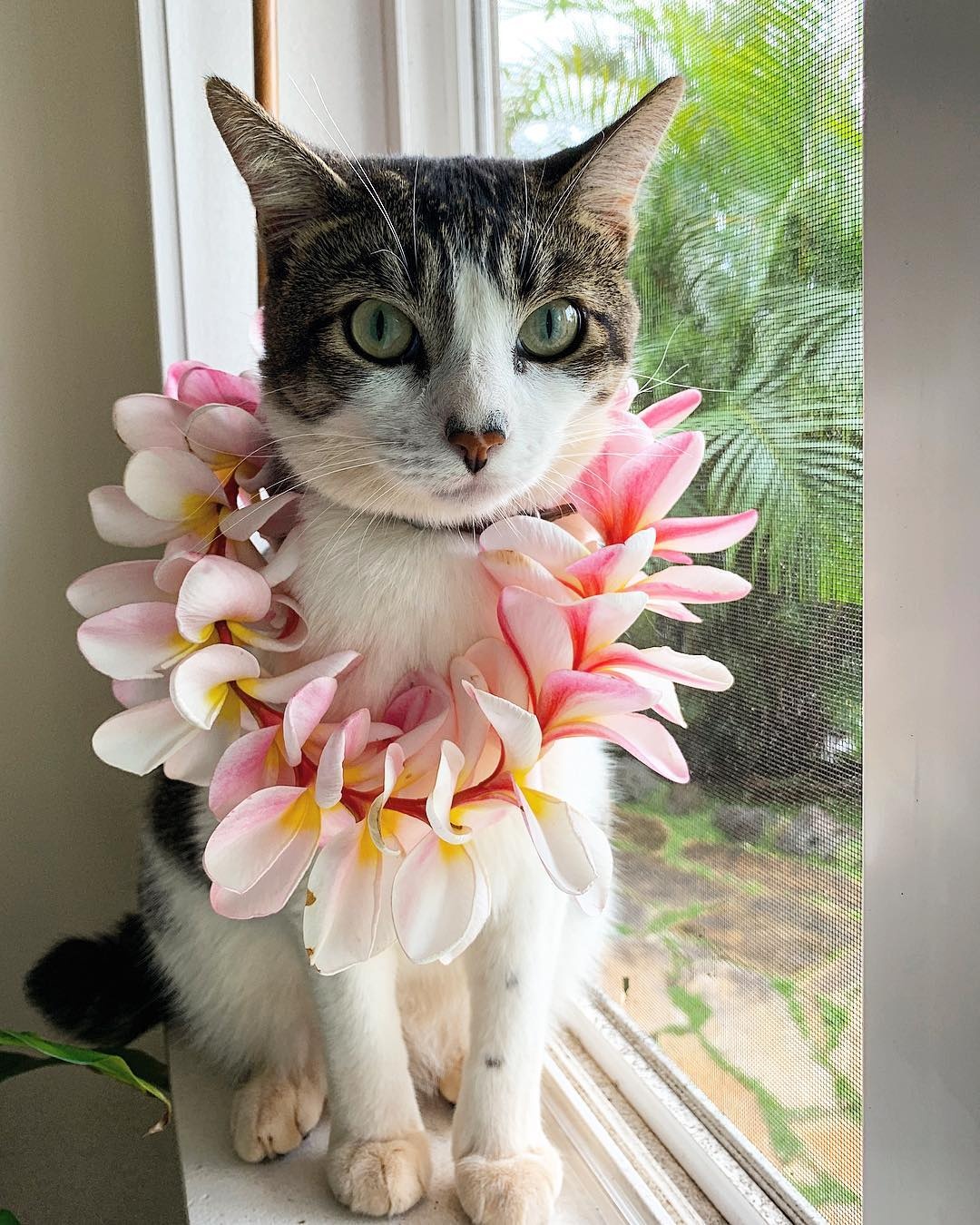 Chu meo o Hawaii noi tieng voi tai luot song tren bien anh 2