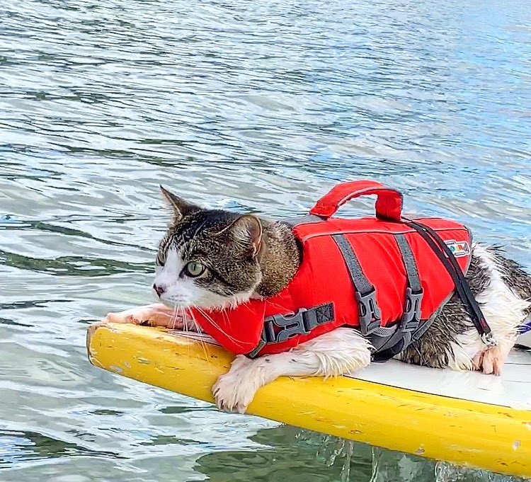 Chu meo o Hawaii noi tieng voi tai luot song tren bien anh 6