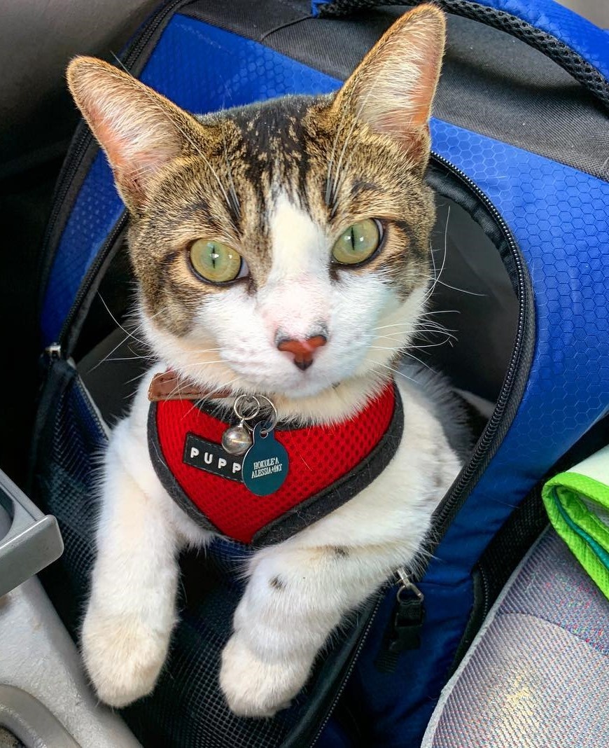 Chu meo o Hawaii noi tieng voi tai luot song tren bien anh 5